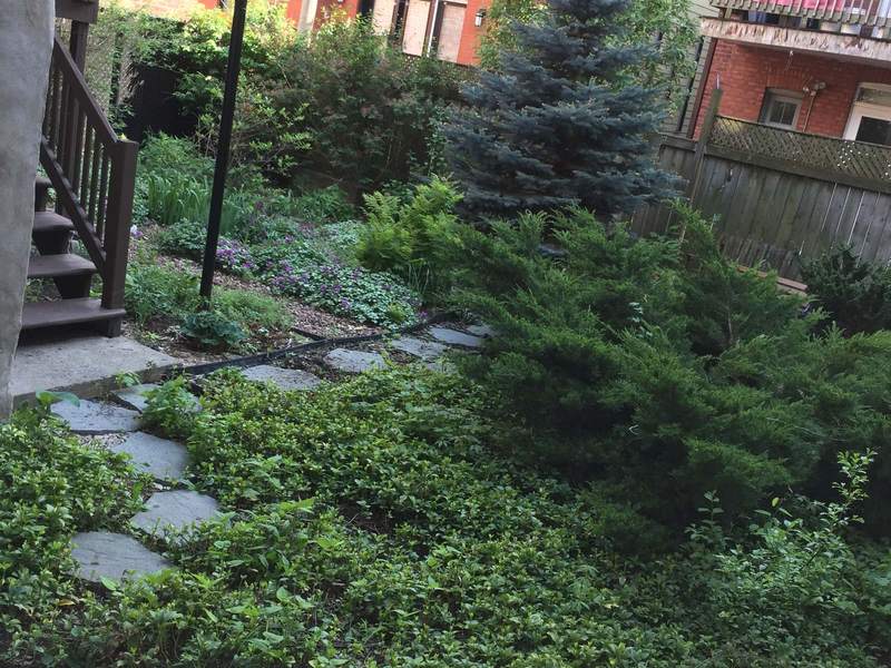 The clinic's back garden, an iron staircase and stepping stones in the greenery