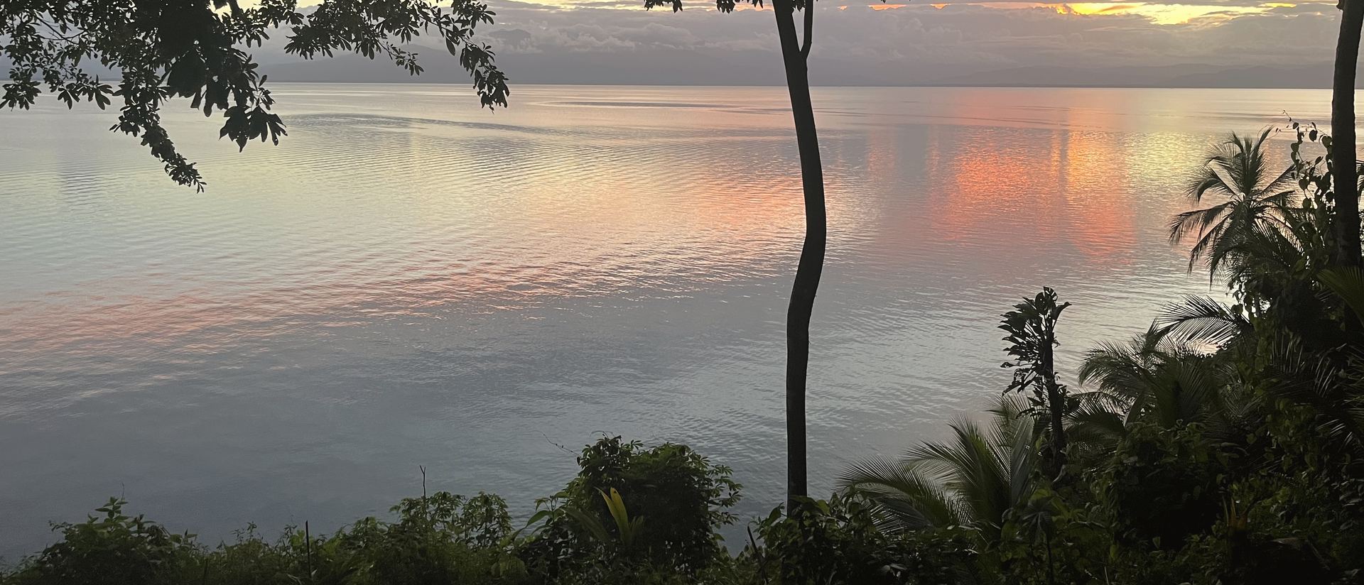 A sunset over the sea, a tree in silhouette and palm trees