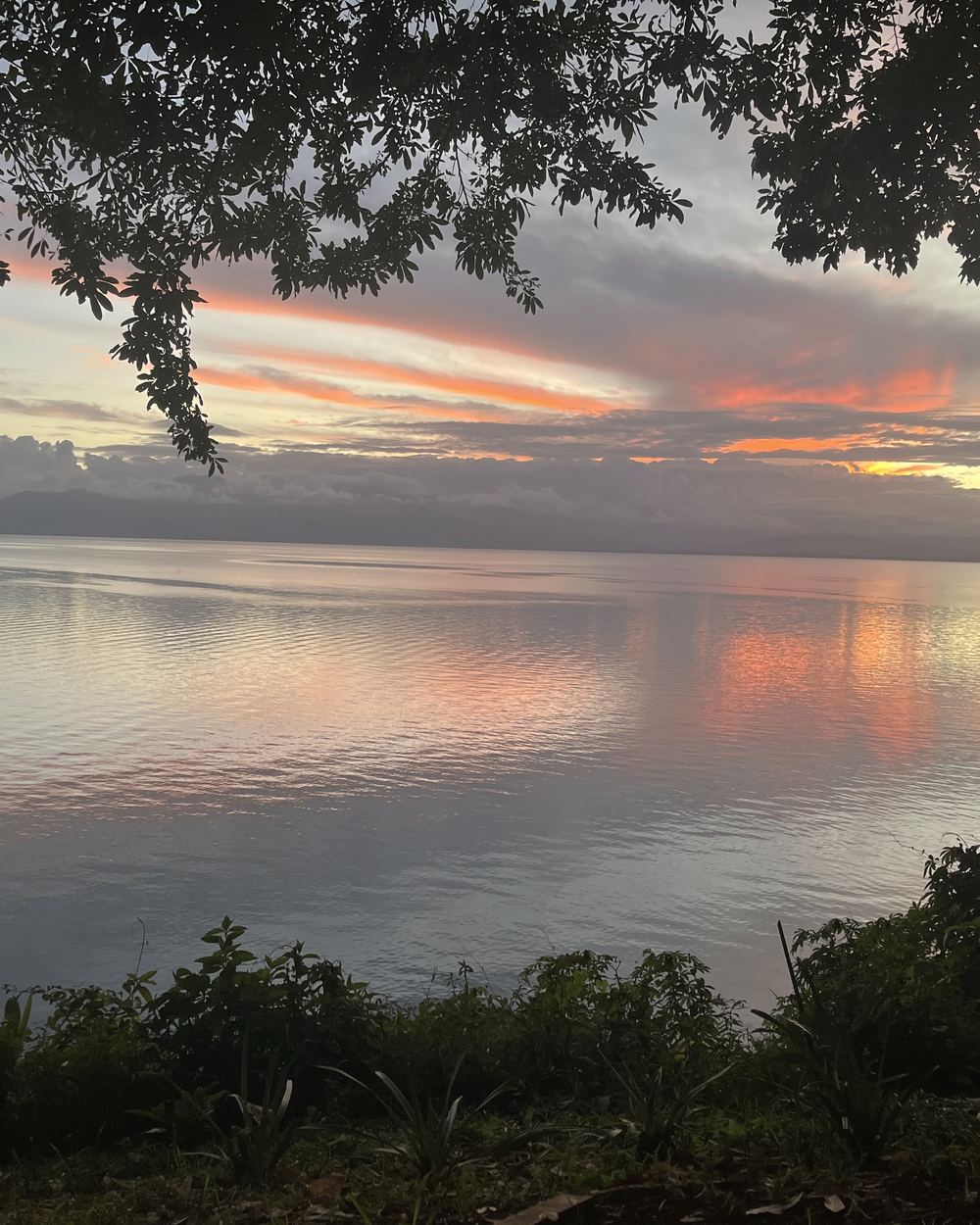 Un coucher de soleil rose sur la mer, encadré par des arbres
