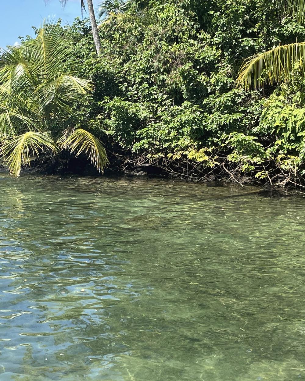 L'eau turquoise et translucide au pied d'une rive de palmiers